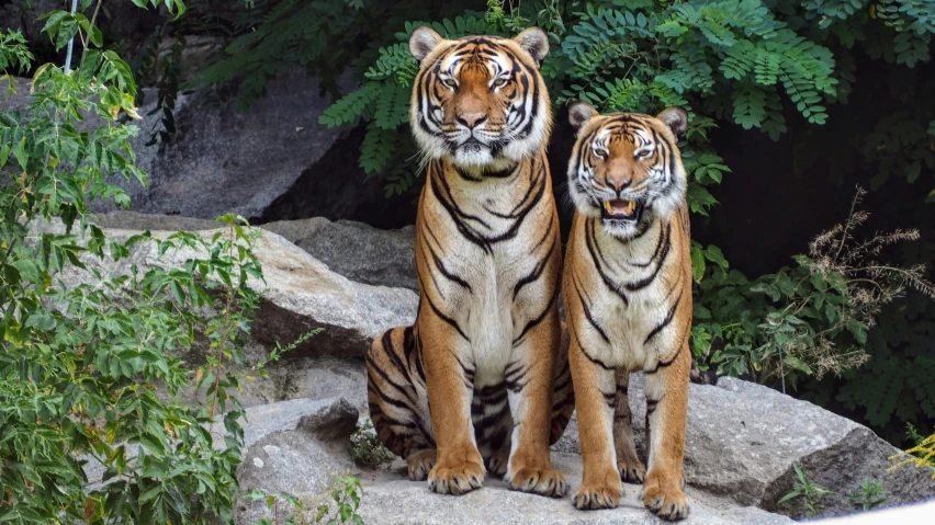 a couple of tigers sitting on top of a rock, pexels contest winner, sumatraism, full frontal, standing together, highly realistic”, ((tiger))