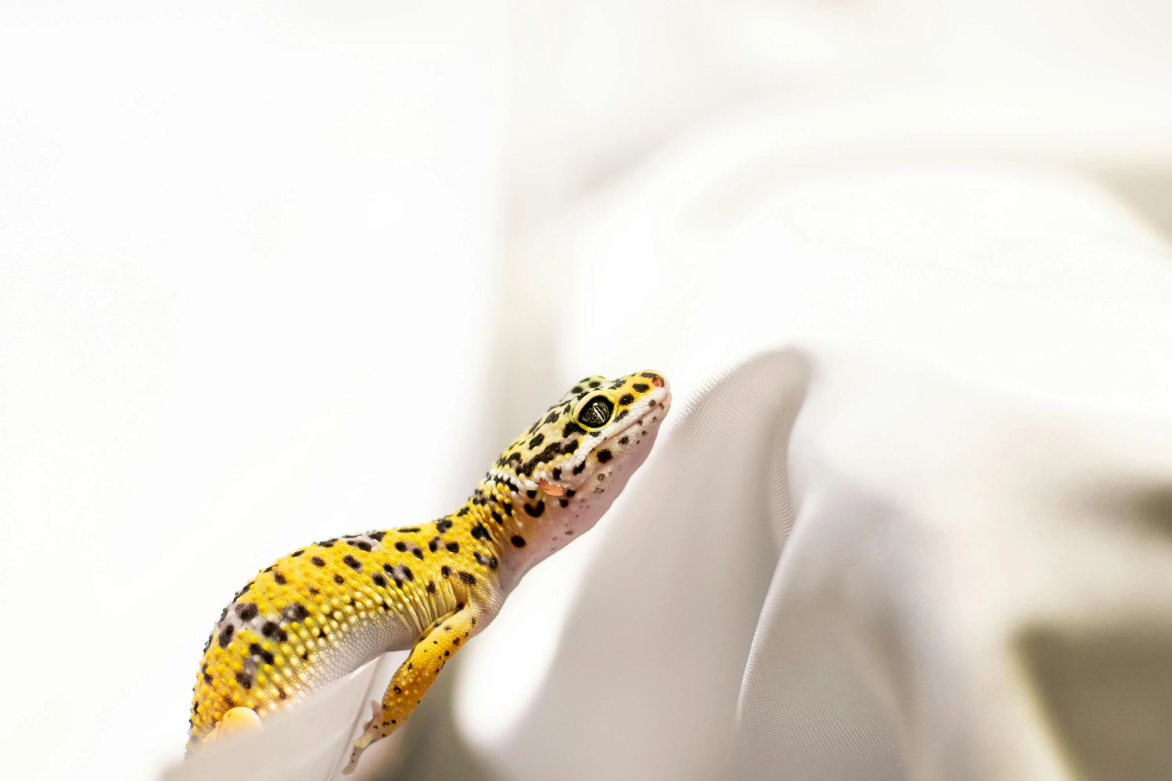 a close up of a lizard on a bed, a macro photograph, inspired by Leo Leuppi, trending on pexels, white with black spots, a brightly coloured, standing elegantly, hand