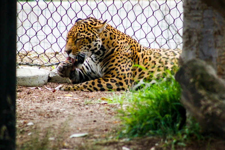 a leopard that is laying down in the dirt, behind bars, 2 animals, parallax », fan favorite