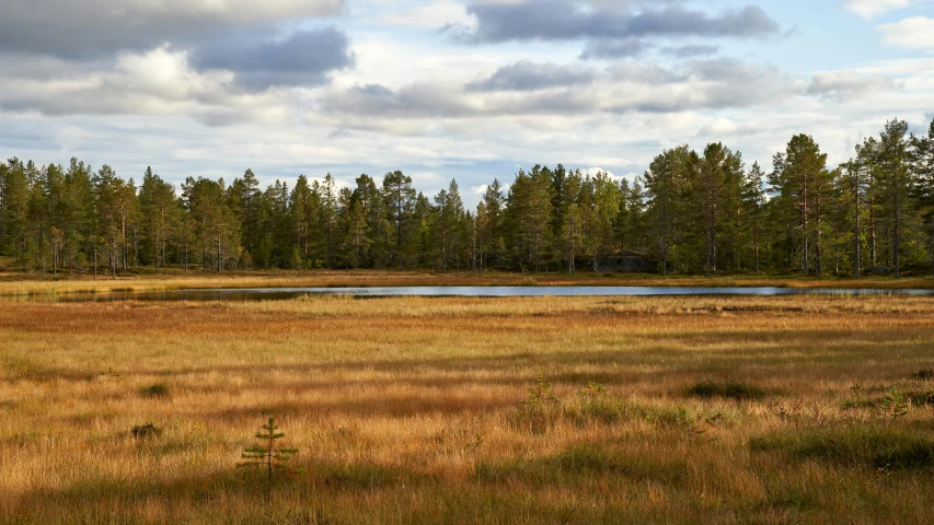 a field with a pond in the middle of it, by Eero Järnefelt, unsplash, hurufiyya, wilderness ground, modeled, brown, october