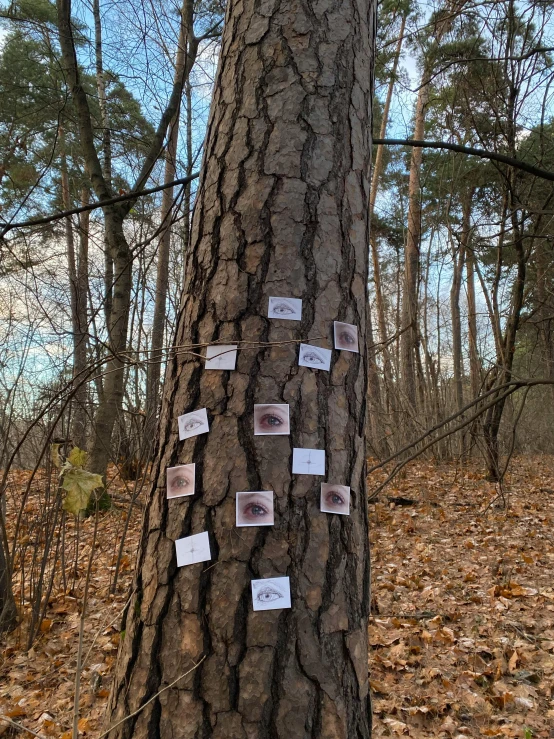 a tree with post it notes attached to it, a photo, land art, william penn state forest, 2 0 2 2 photo, ((forest)), squirrels