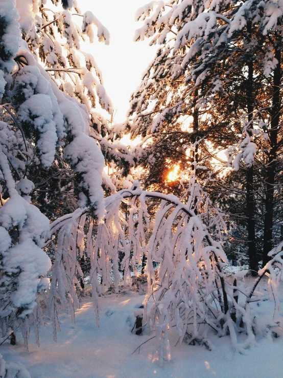 a forest filled with lots of snow covered trees, by Veikko Törmänen, pexels contest winner, hurufiyya, cold sunshine through window, pink golden hour, iphone photo, fire and ice