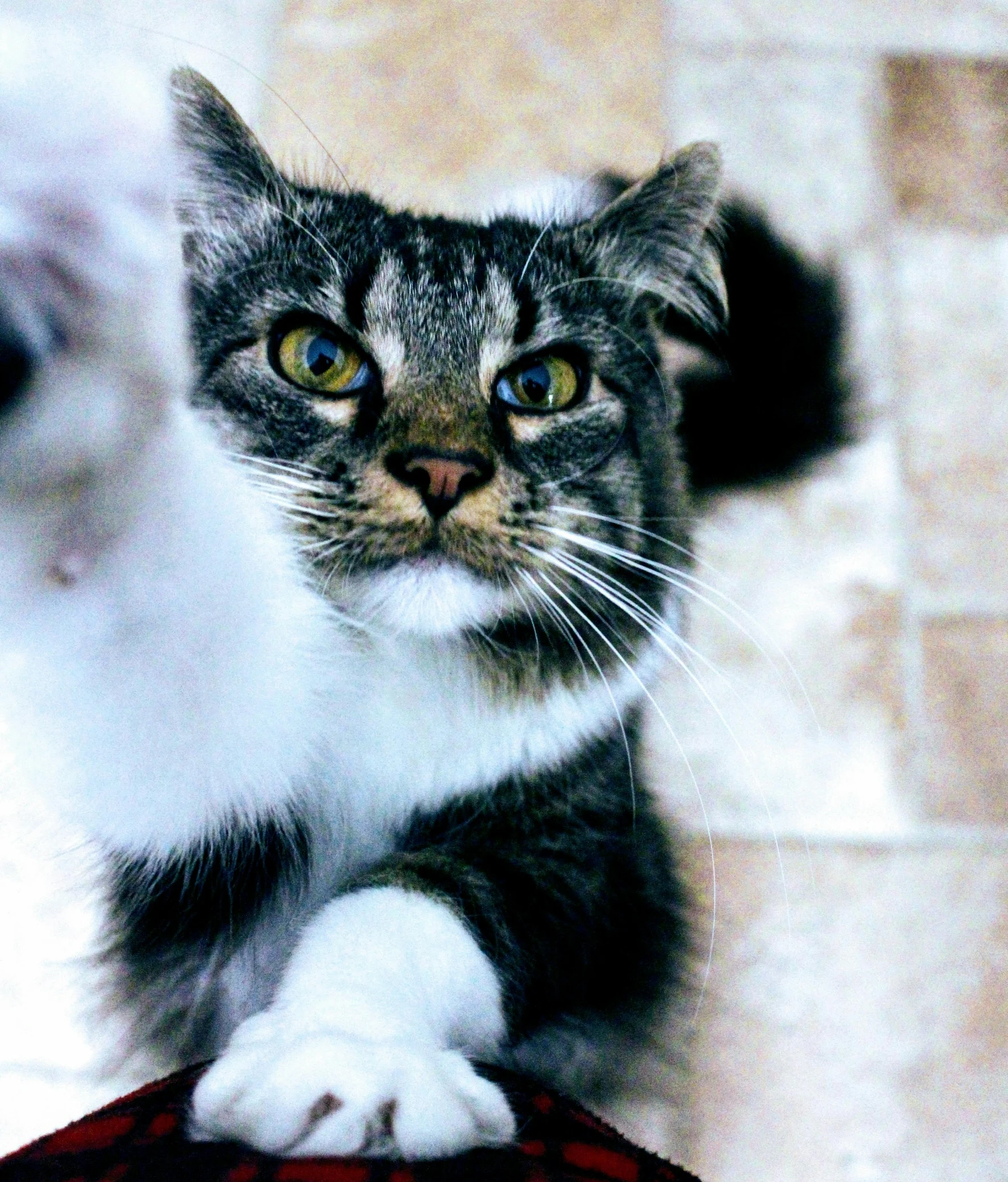 a cat sitting on top of a table next to a dog, pointing at the camera, shot with sony alpha 1 camera, macro furry, fluffy''