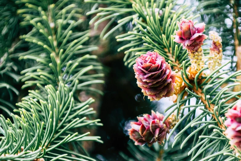 a close up of a pine tree with pink flowers, by Carey Morris, unsplash, green and red plants, festive, pinecone, overlooking