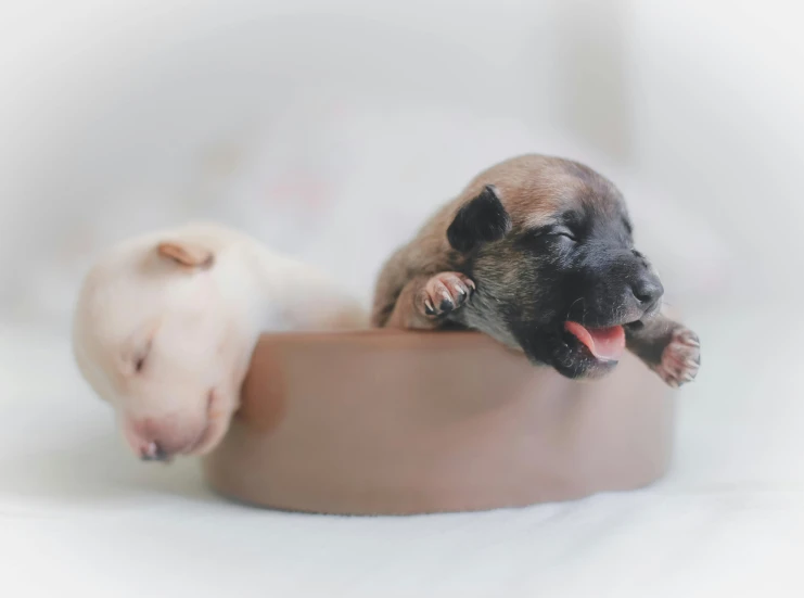 a couple of small dogs sitting on top of a bowl, sleeping, puppies, shot on sony a 7, feature