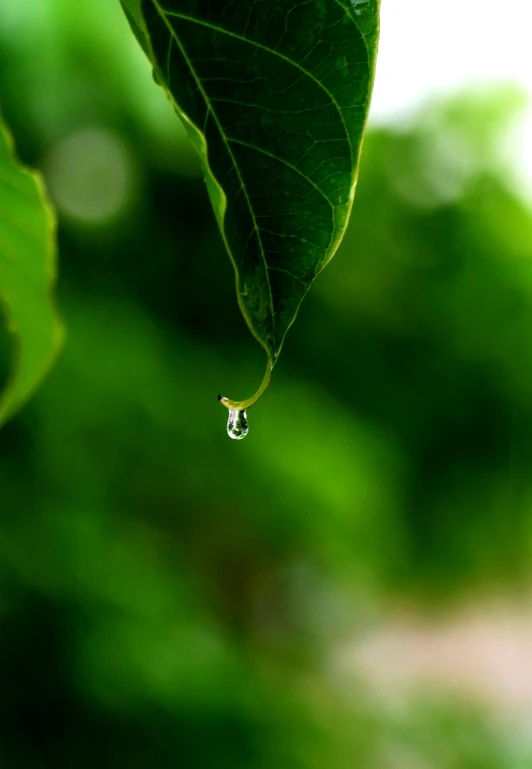 a drop of water hangs from a leaf, by Jan Rustem, contain