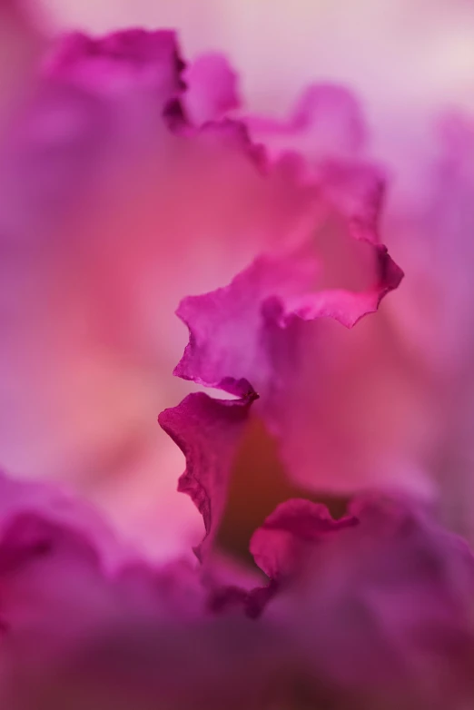 a close up view of a pink flower, a macro photograph, by Doug Ohlson, pexels contest winner, romanticism, ruffles, made of silk paper, detail shot, pink cloud bokeh