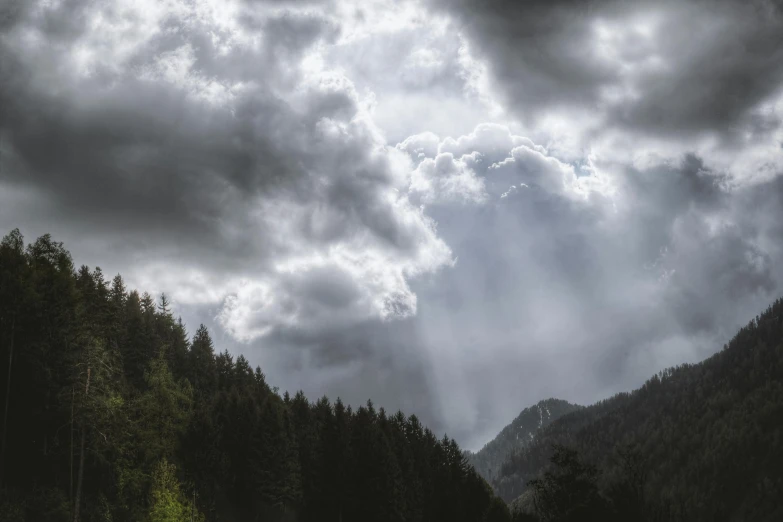 a herd of cattle standing on top of a lush green field, pexels contest winner, romanticism, towering cumulonimbus clouds, ominous! landscape of north bend, view of forest, grey