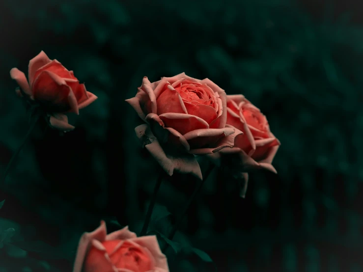 a group of pink roses sitting on top of a lush green field, inspired by Elsa Bleda, pexels contest winner, very dark background, red and orange colored, rule of three, from horror movies