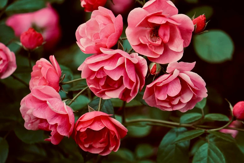 a close up of a bunch of pink roses, inspired by Barbara Nasmyth, unsplash, red blooming flowers, slide show, instagram post, botanic garden
