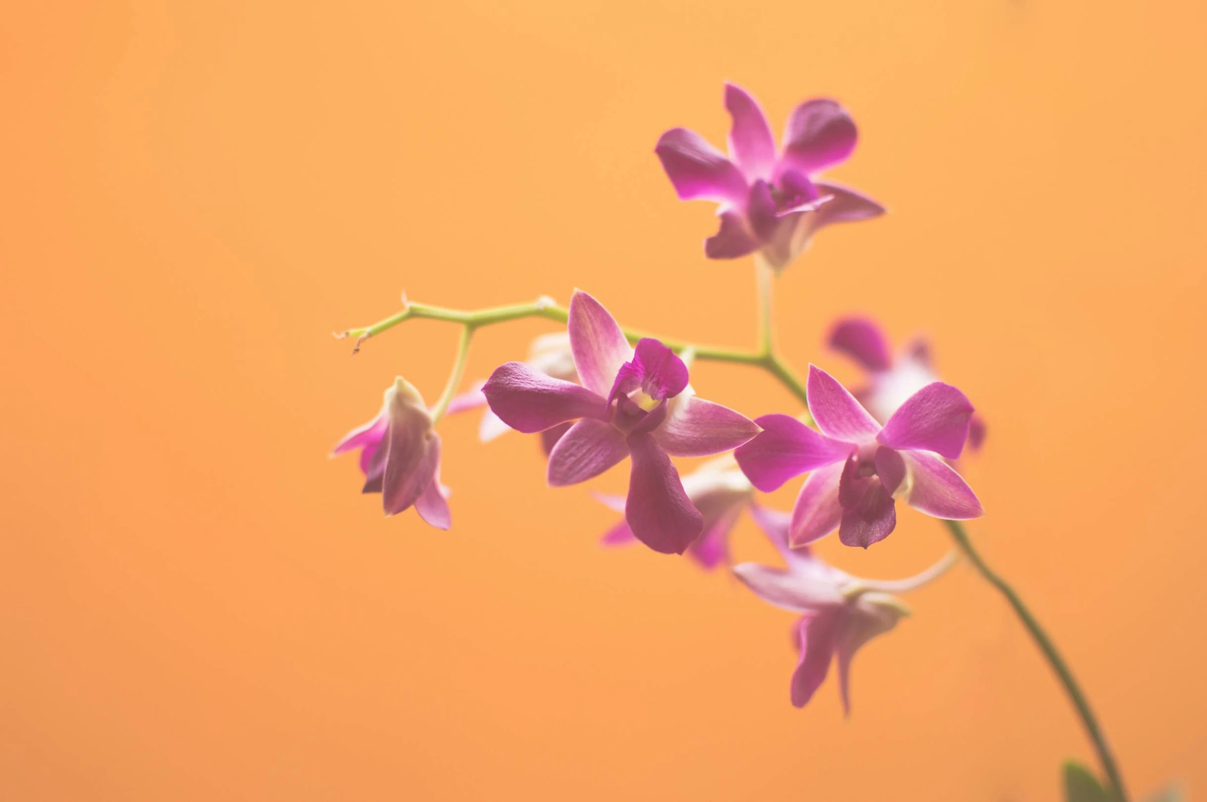 a close up of a flower in a vase, by Gwen Barnard, trending on unsplash, minimalism, orchids, orange / pink sky, purple ambient light, miniature product photo