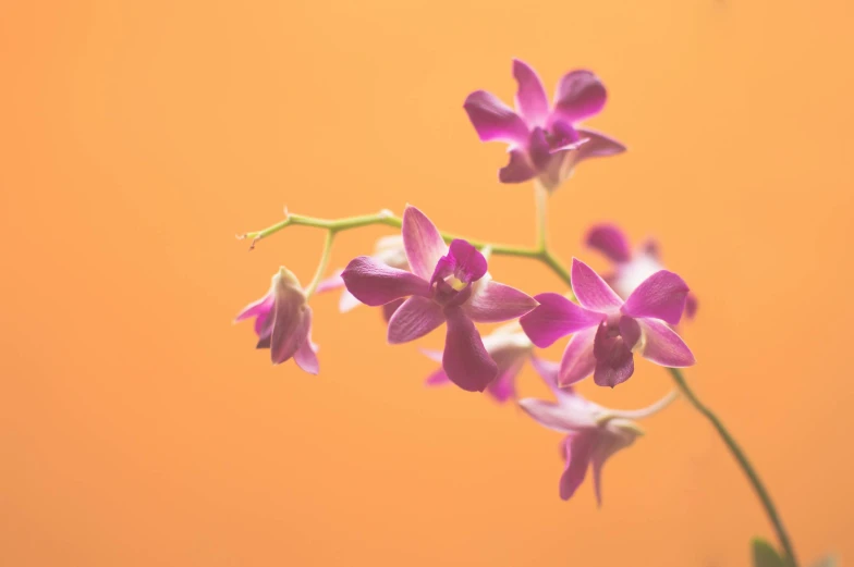 a close up of a flower in a vase, by Gwen Barnard, trending on unsplash, minimalism, orchids, orange / pink sky, purple ambient light, miniature product photo