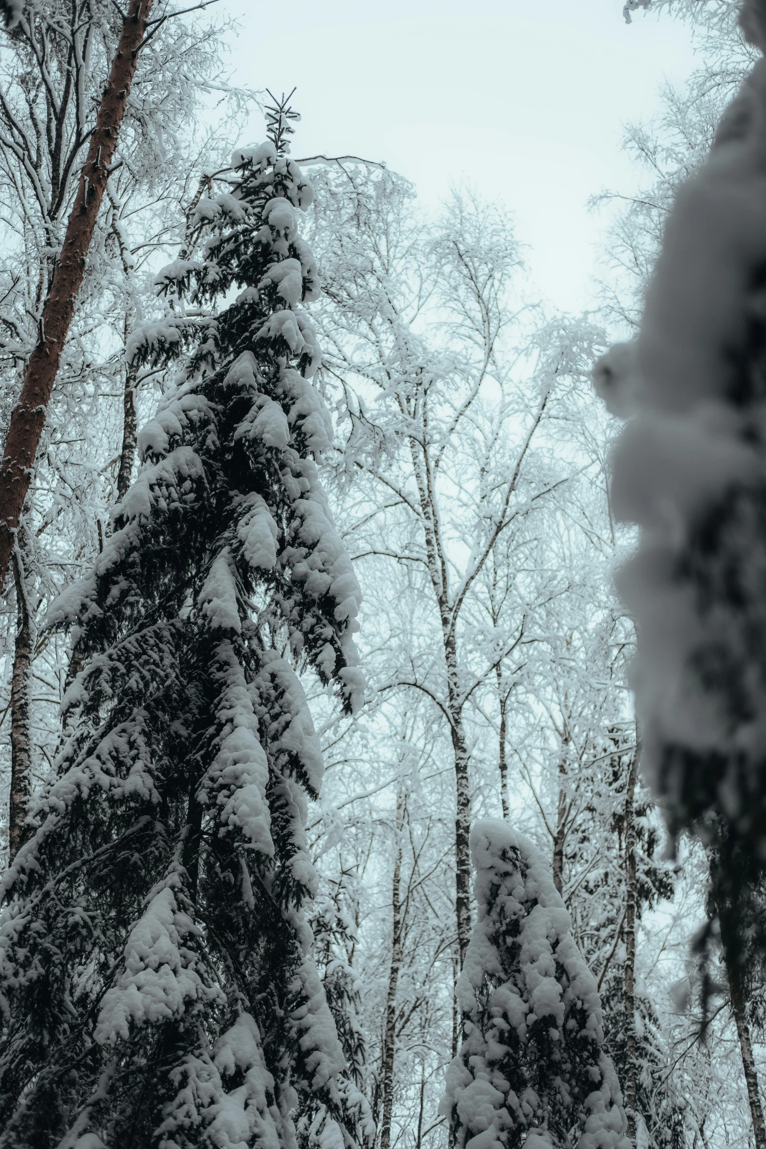 a forest filled with lots of snow covered trees, a picture, unsplash contest winner, romanticism, tall thin, looking off to the side, espoo, medium close-up shot