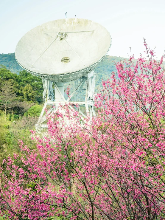 a satellite dish sitting on top of a lush green field, by Kim Tschang Yeul, cherry blossom trees, pink, snapchat photo, 4k press image