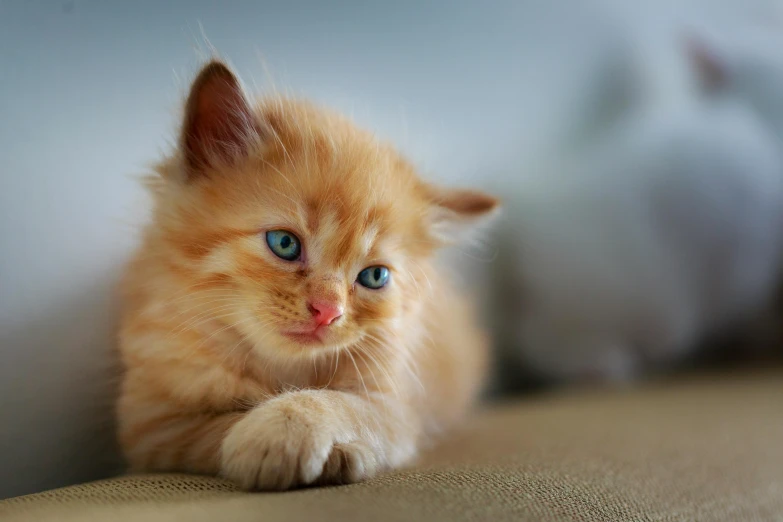 a small orange kitten sitting on top of a couch, with bright blue eyes, subtle detailing, paw pov, getty images