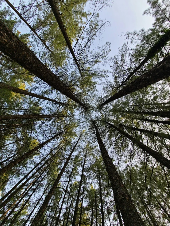 a forest filled with lots of tall trees, by Jessie Algie, unsplash, land art, looking at the ceiling, 2 5 6 x 2 5 6 pixels, clear sky above, 8 feet from the camera