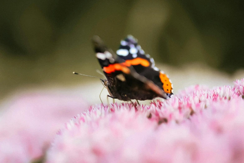 a butterfly sitting on top of a pink flower, by Andries Stock, pexels contest winner, crawling along a bed of moss, dynamic closeup, slide show, high definition image