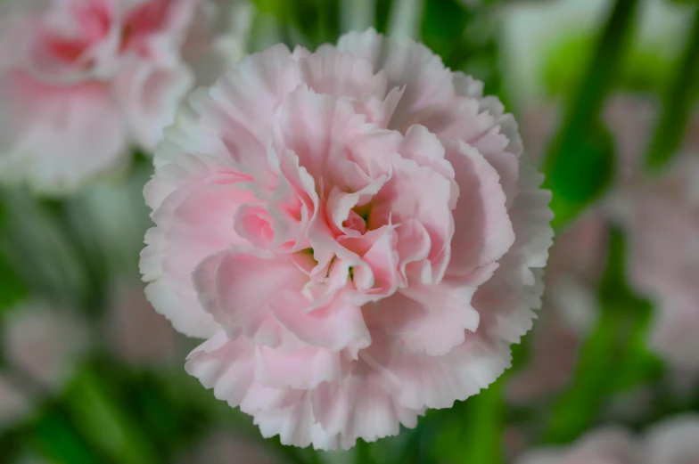 a close up of a bunch of pink flowers, a portrait, pexels, arabesque, carnation, soft white glow, single, multicoloured