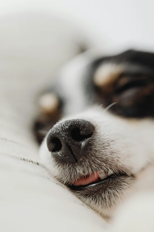 a black and white dog laying on top of a bed, pexels contest winner, animal nose, long crooked nose, snoring, gif