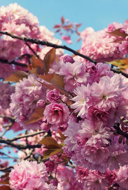 a bunch of pink flowers on a tree, inspired by Miyagawa Chōshun, unsplash, loosely cropped, cherry explosion, blue, lush surroundings