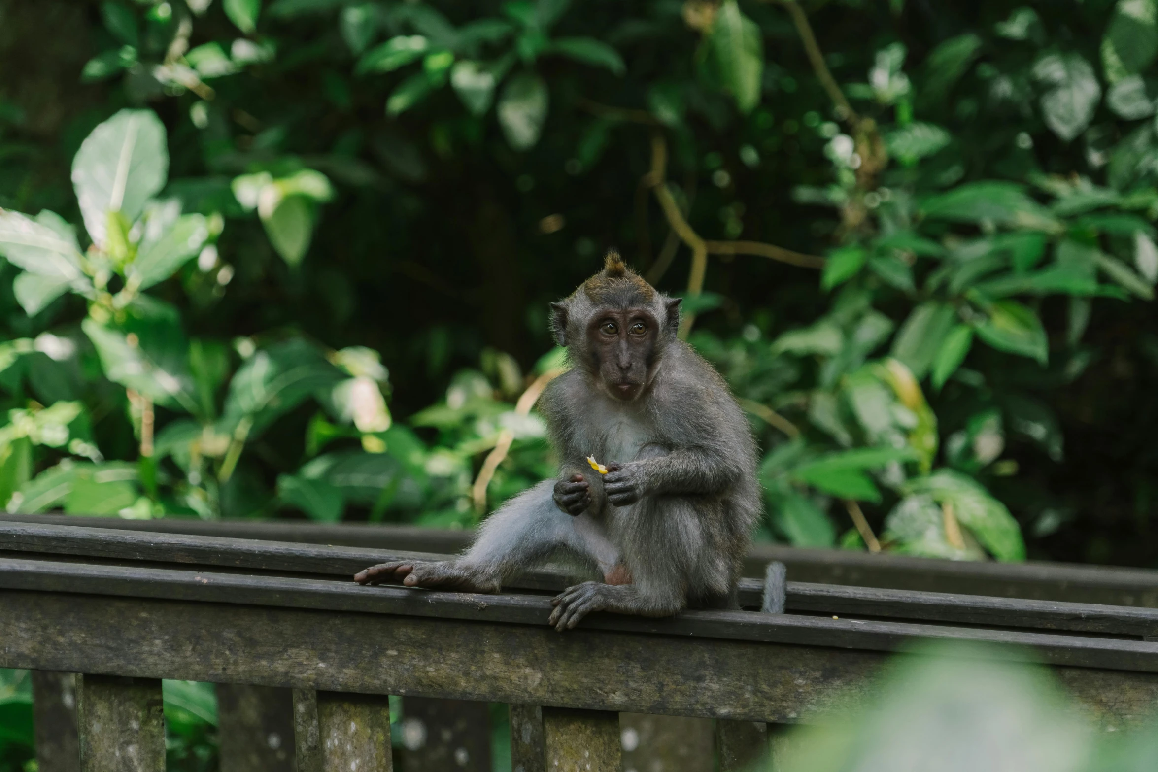 a monkey sitting on top of a wooden fence, sitting on a table