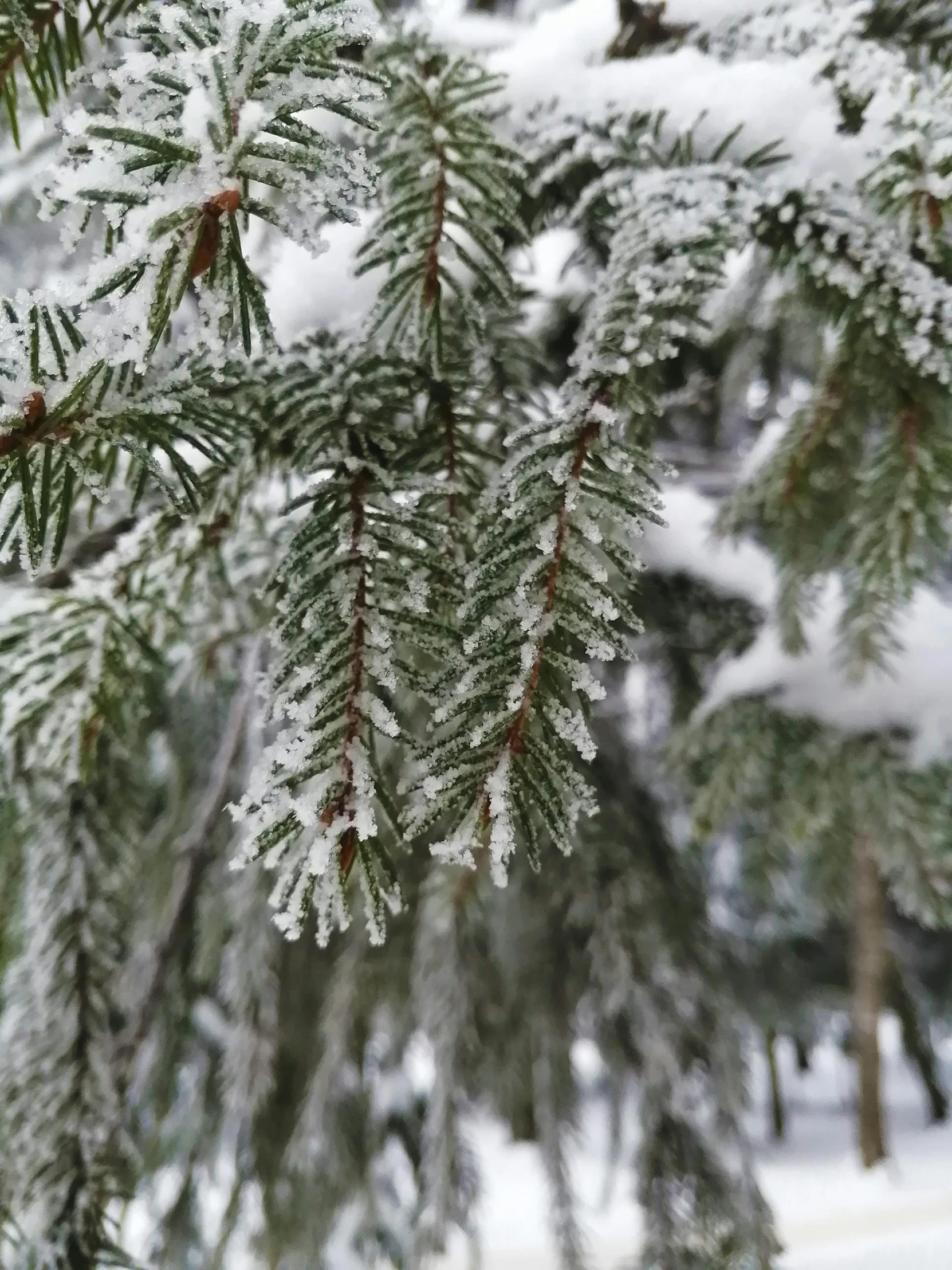 a close up of a pine tree covered in snow, cold as ice! 🧊, thumbnail, exterior shot, fall season