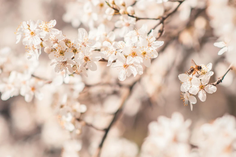 a bunch of white flowers on a tree, trending on unsplash, background image, sakura, honey, instagram post