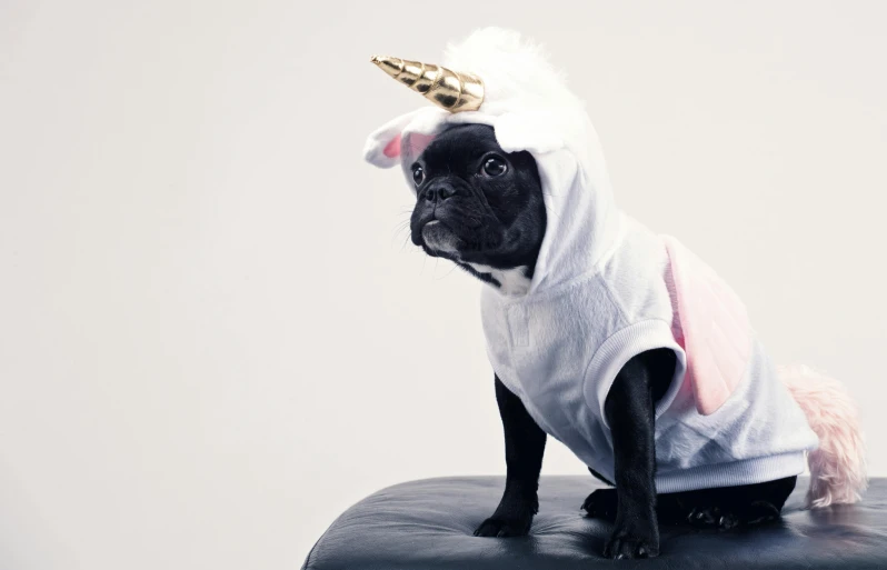 a small black dog wearing a unicorn costume, by Julia Pishtar, trending on unsplash, pop art, white wearing, 15081959 21121991 01012000 4k, maisie williams, surgery