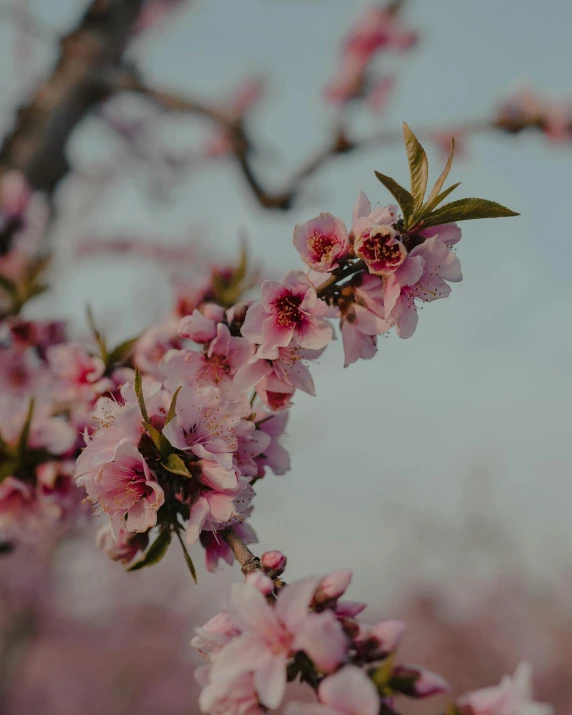 a close up of some pink flowers on a tree, an album cover, by Carey Morris, trending on unsplash, no cropping, fruit trees, ilustration, the non-binary deity of spring