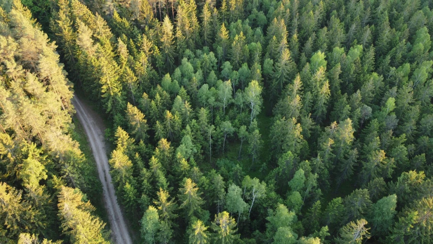 a dirt road running through a lush green forest, by Jaakko Mattila, hurufiyya, helicopter view, ((forest)), lot of trees, thumbnail