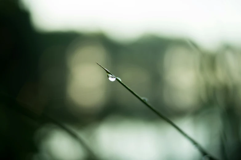 a drop of water sitting on top of a blade of grass, inspired by Elsa Bleda, unsplash, thin spikes, reflects