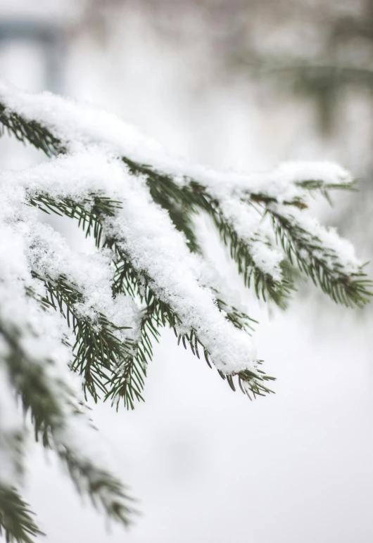 a branch of a pine covered in snow, snowy arctic environment, photograph, whistler, close up photograph