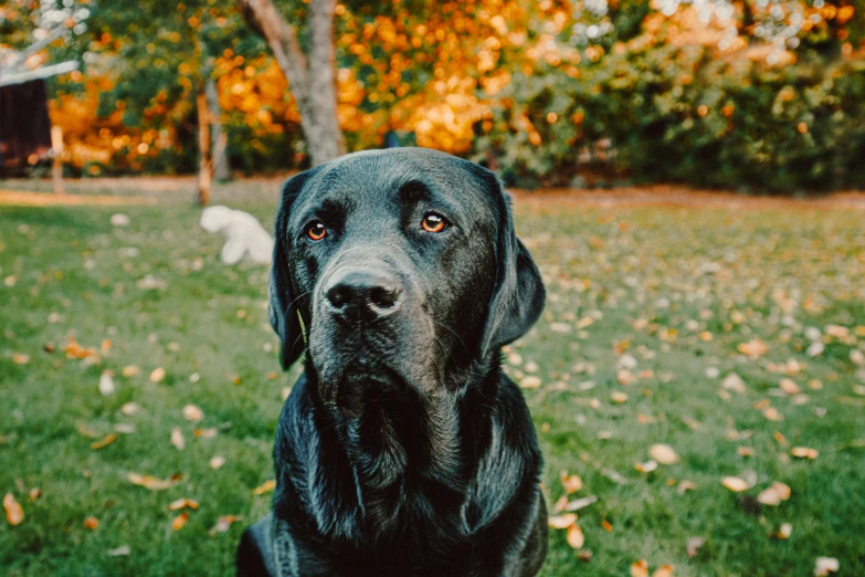 a black dog sitting on top of a lush green field, autumn, portrait featured on unsplash, magnificent oval face, labrador