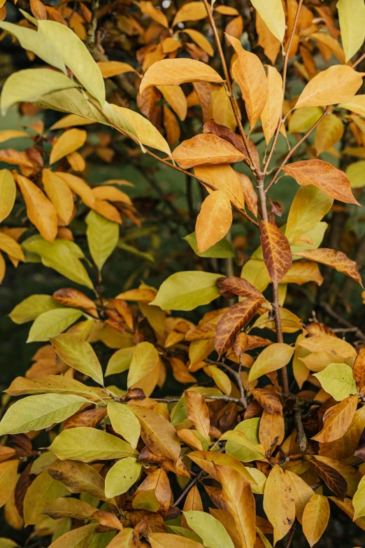 a close up of a tree with yellow leaves, faded colours, fragrant plants, magnolia leaves and stems, shrubs