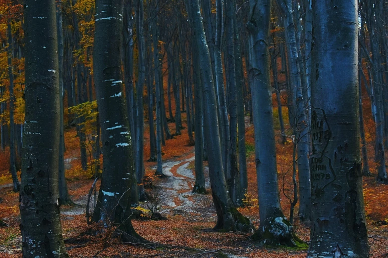 a forest filled with lots of trees covered in leaves, by Adam Szentpétery, pexels contest winner, baroque, dark grey and orange colours, pathways, blue trees, transylvania