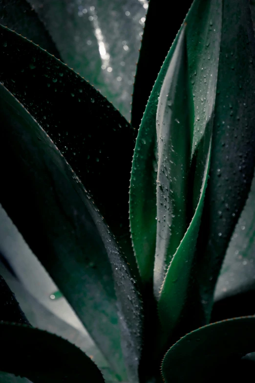 a close up of a plant with water droplets on it, inspired by Elsa Bleda, unsplash, renaissance, gradient green black, bromeliads, grey mist, cinematic still