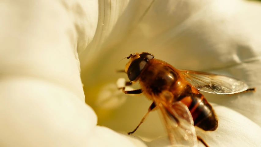 a bee sitting on top of a white flower, pexels contest winner, liquid gold, brown, 4 k smooth, male with halo