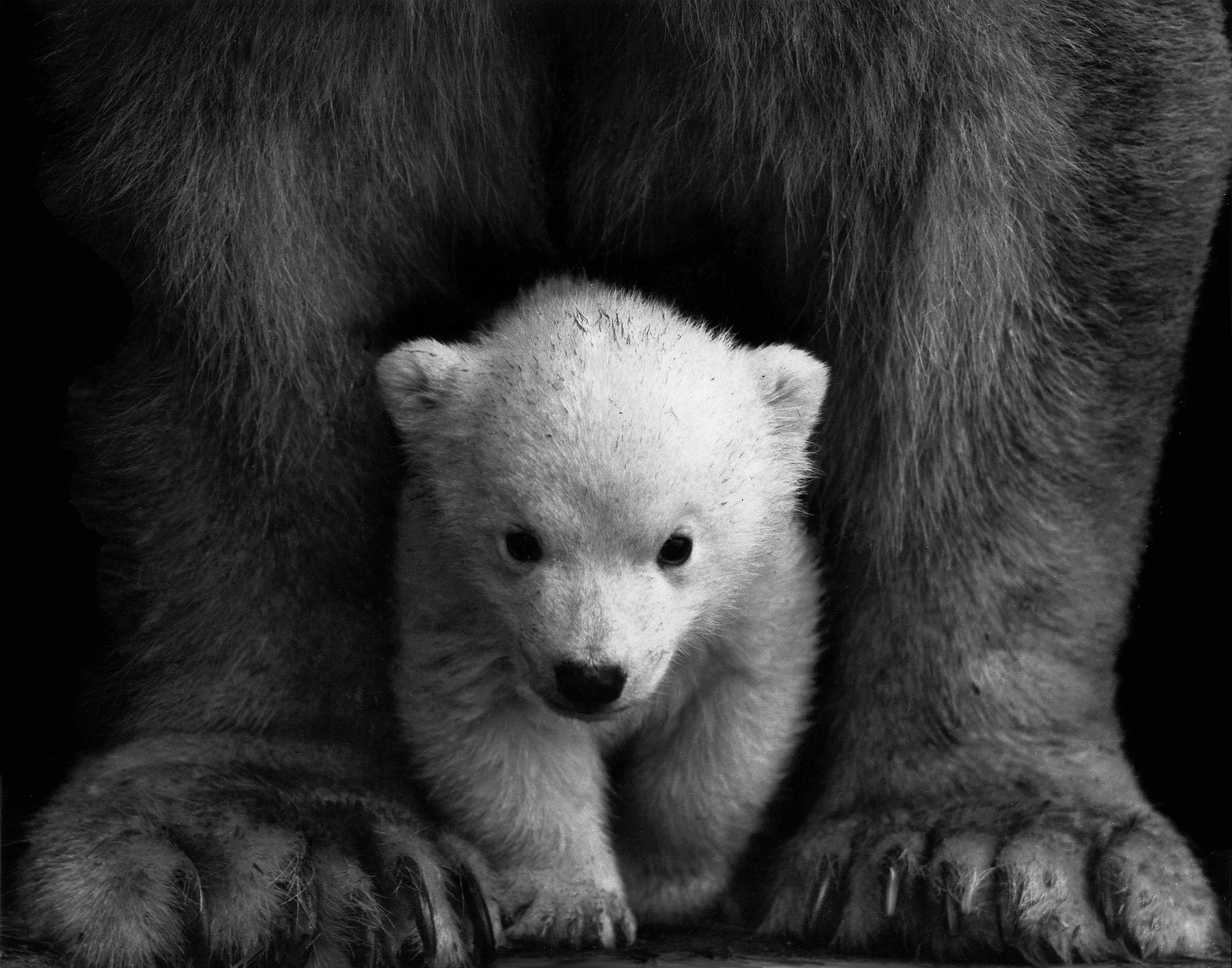 a black and white photo of a baby polar bear, by Hans Hinterreiter, sheltered, contrasting, 240p, colorless