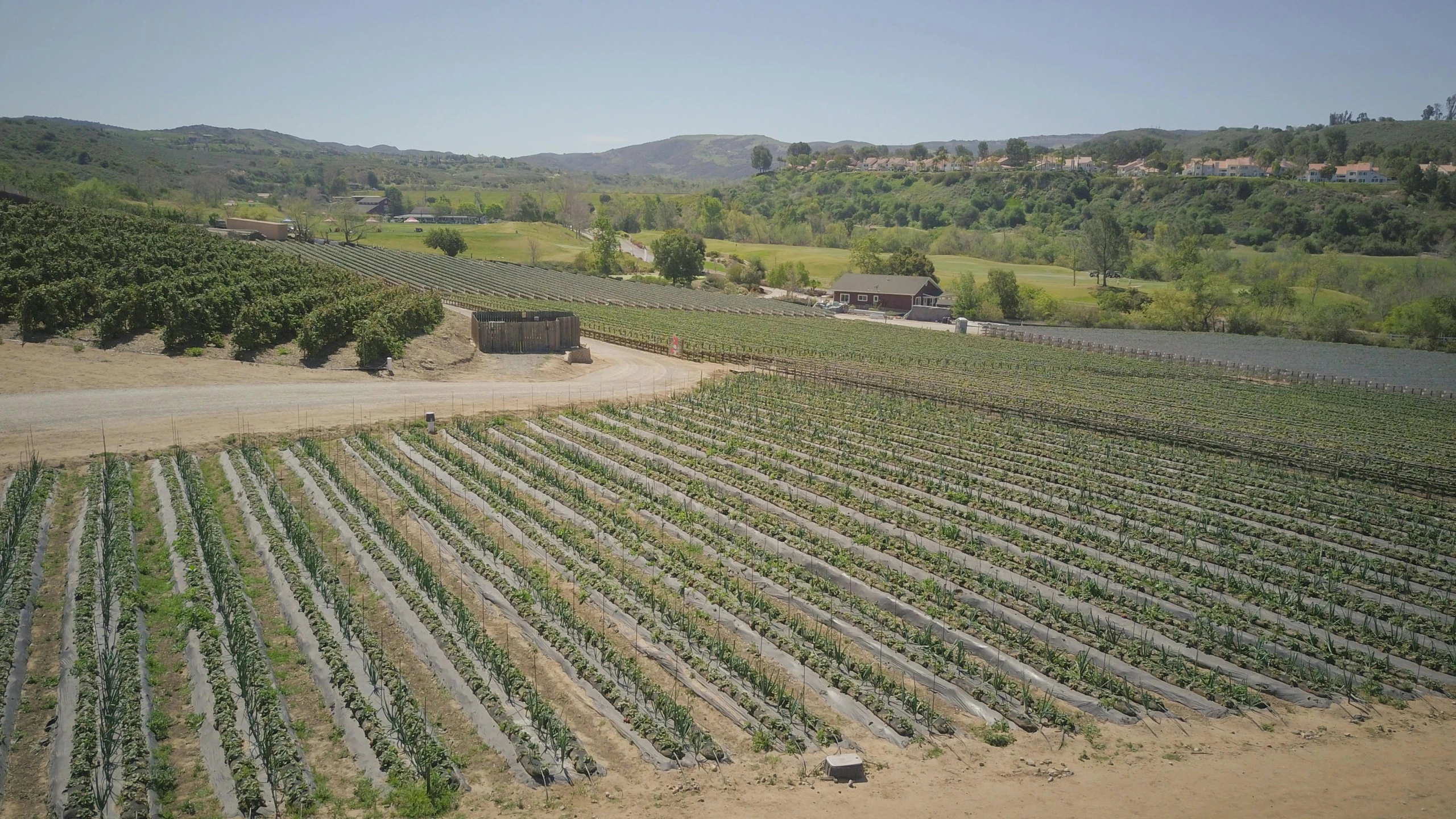 an aerial view of a farm with rows of crops, by Ryan Pancoast, wine, julia fuentes, with rolling hills, profile image