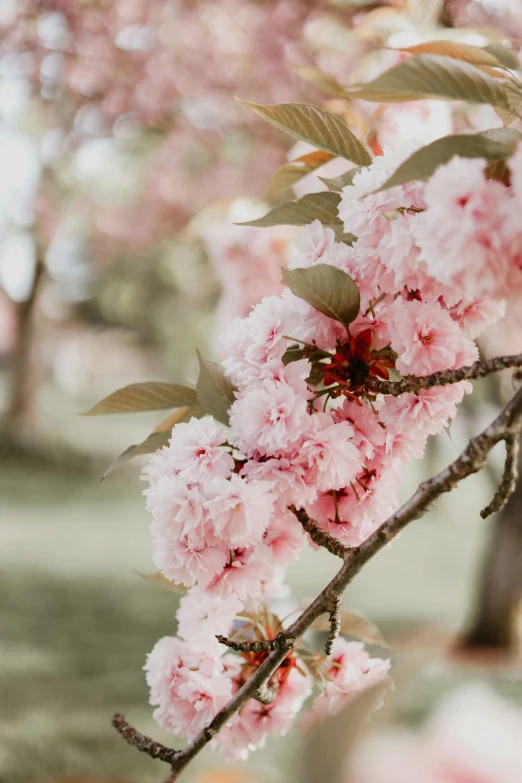 a close up of a tree with pink flowers