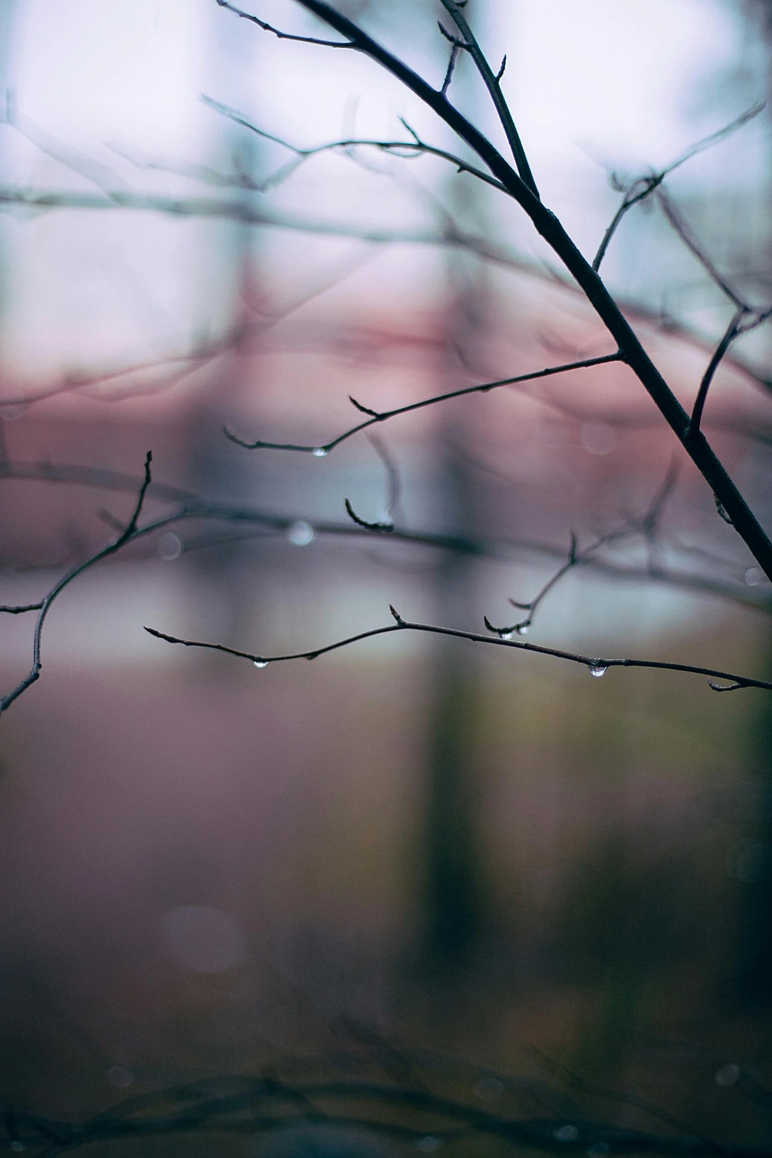 a close up of a tree branch with a building in the background, inspired by Elsa Bleda, trending on pexels, tear drops, gothic fog ambience, soft reflections, tiny sticks