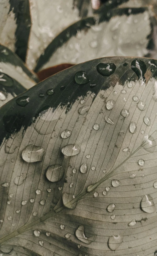 a close up of a plant with water droplets on it, an album cover, trending on pexels, photorealism, grey, dried leaves, high quality photo, high details photo