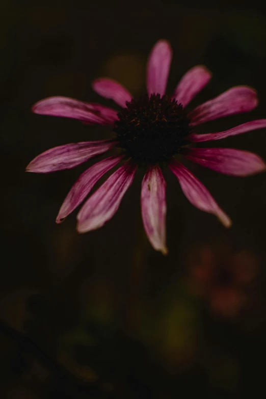 a purple flower sitting on top of a lush green field, a picture, unsplash, renaissance, dark and dim, faded pink, withered, crimson