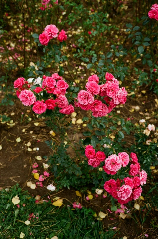 a red fire hydrant sitting on top of a lush green field, by Elsa Bleda, many sakura origami roses, a high angle shot, augusta national, shrubs