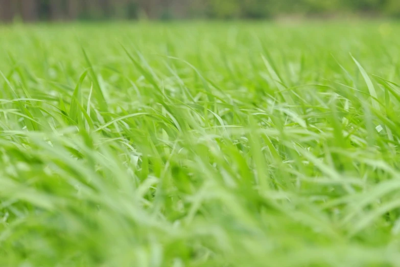 a field of green grass with trees in the background, zoomed in shots, zoomed in, high quality product image”, greens)