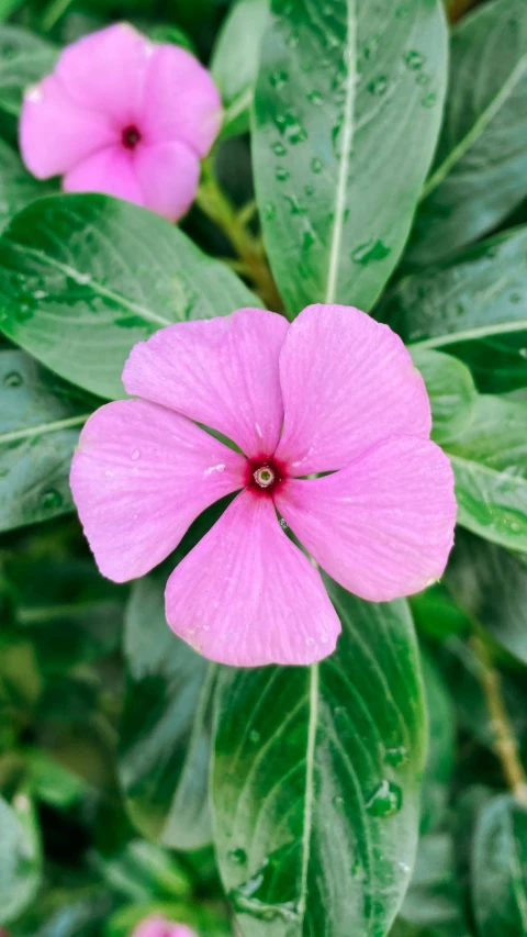 a close up of a pink flower with green leaves, tropical foliage, arabella mistsplitter, next to a plant, rainy