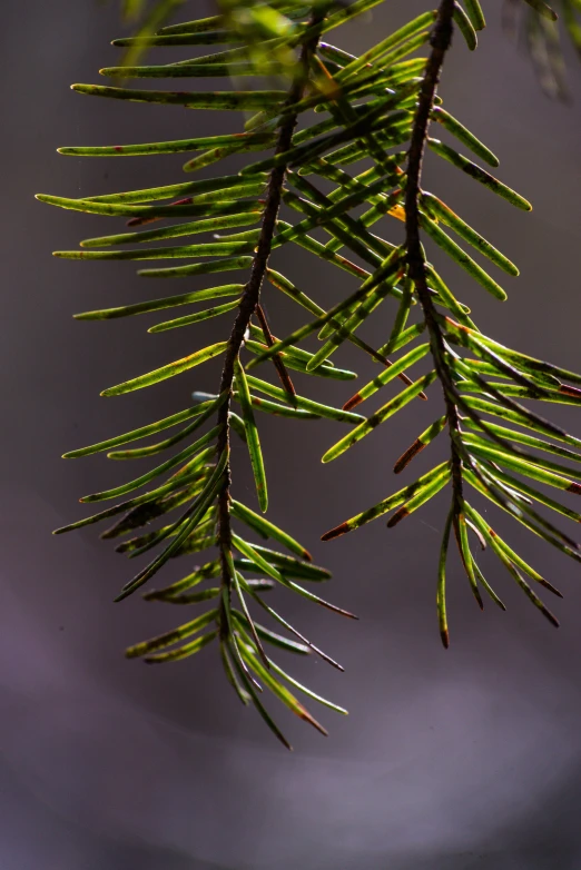 a close up of a pine tree branch, by Andrew Domachowski, art photography, dramatic lighting - n 9, grey, cedar