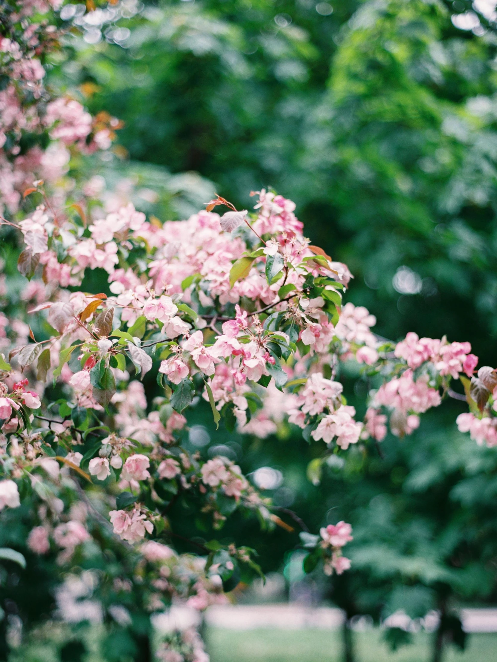 a red fire hydrant sitting in the middle of a park, inspired by Elsa Bleda, unsplash, apple blossoms, draped in fleshy green and pink, zoomed in shots, medium format film photography