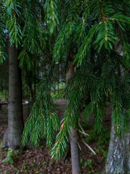 a red fire hydrant sitting in the middle of a forest, inspired by Elsa Bleda, unsplash, hurufiyya, ((trees)), panorama, evergreen branches, full frame image