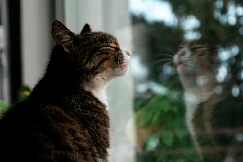 a cat sitting in front of a window looking outside, by Julia Pishtar, pexels contest winner, looking at each other mindlessly, detailed reflection, licking out, looking upwards